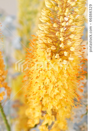 Eremurus flowering ornamental plant, beautiful yellow orange foxtail lily flowers in bloom, Desert Candle flower. Floristry concept. Spring colors 66866329