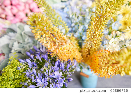Eremurus flowering ornamental plant, beautiful yellow orange foxtail lily flowers in bloom, Desert Candle flower. Floristry concept. Spring colors 66866716