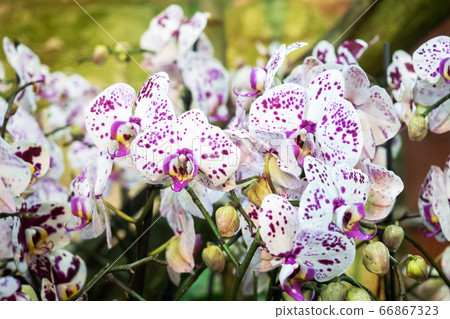 Blooming orchids in the greenhouse. Colored Orchid flowers grow in a tropical winter garden. Blooming orchids in the greenhouse. Colored Orchid flowers grow in a tropical winter garden. 66867323