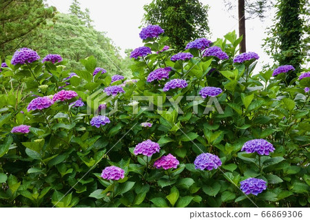 茨城縣繡球花人沼自然公園 66869306