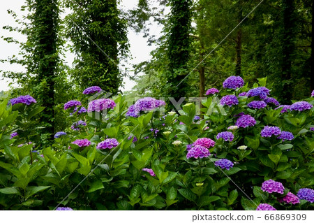 茨城縣繡球花人沼自然公園 66869309