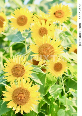向日葵向日葵場夏天鮮花 向日葵向日葵場夏天鮮花 66869678