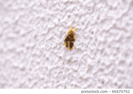 ARNA Pseudoconspersa 66870702