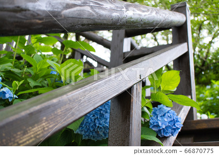 Hydrangea Park R2 Summer 66870775