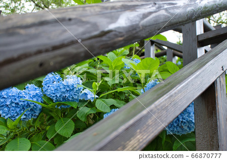 繡球公園R2夏季 繡球公園R2夏季 66870777