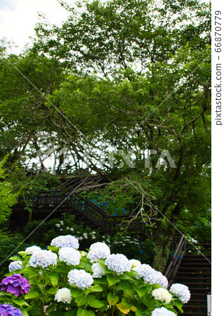 繡球公園R2夏季 繡球公園R2夏季 66870779