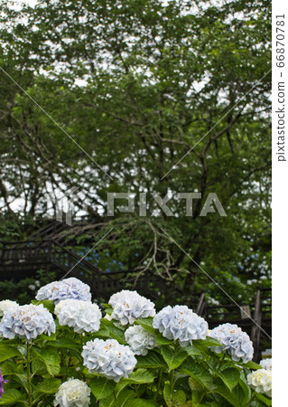 繡球公園R2夏季 66870781