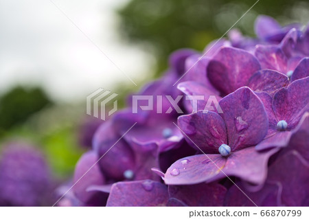 Hydrangea Park R2 Summer 66870799