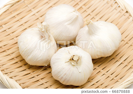 garlic garlic 66870888