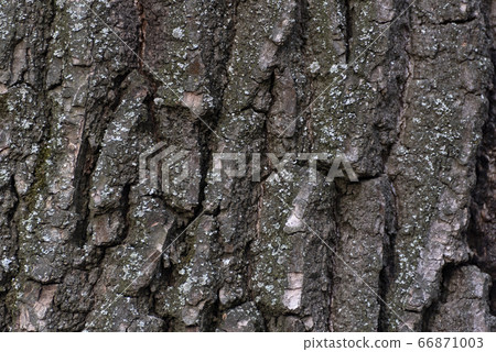Tree bark close up. Abstract background. Rough Tree bark close up. Abstract background. Rough 66871003