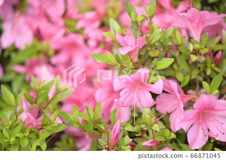 小月杜鵑花 小月杜鵑花 66871045