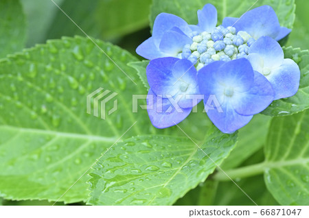 Hydrangea after the rain Hydrangea after the rain 66871047