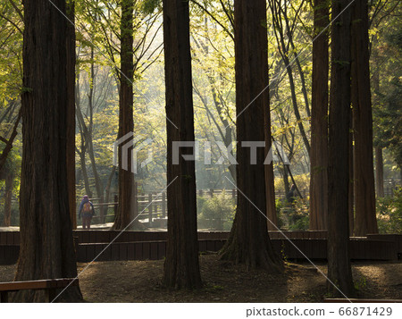 落在韓國仁川市南洞區仁川大公園 落在韓國仁川市南洞區仁川大公園 66871429