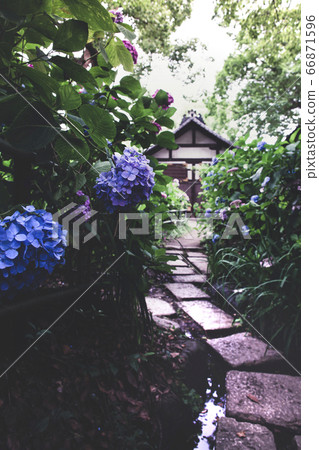 藤森神社的繡球花 藤森神社的繡球花 66871596