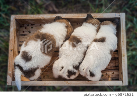 Bangkaew Puppies in wooden box 66871621