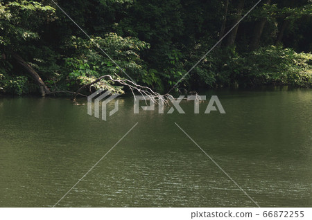 水邊自然風光水面和枯枝和森林d-3電影風格2 66872255