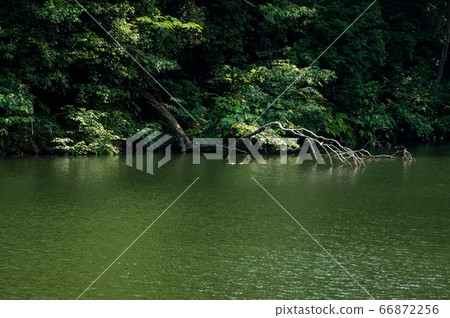 水邊自然風光水面和枯枝和森林e-1 水邊自然風光水面和枯枝和森林e-1 66872256