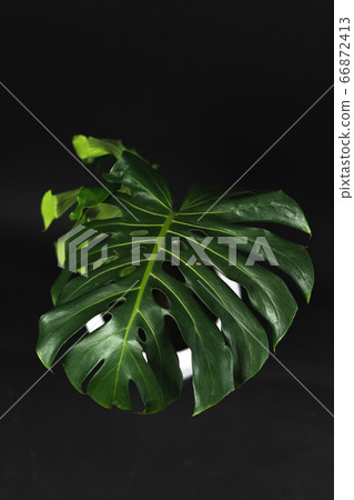 A tree with a plant pot in the house, dark 66872413