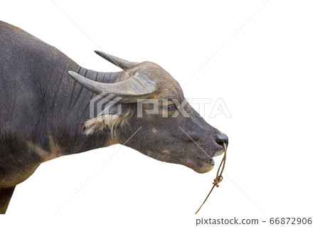 Water buffalo head profile view over white 66872906