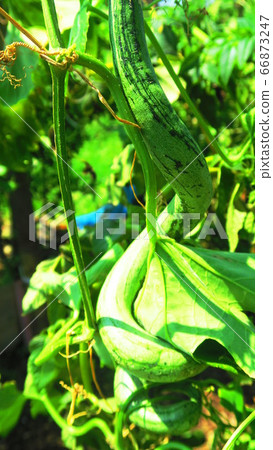 蛇瓜 蛇瓜 66873247