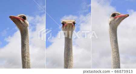 Ostrich heads with blue sky background 66873913