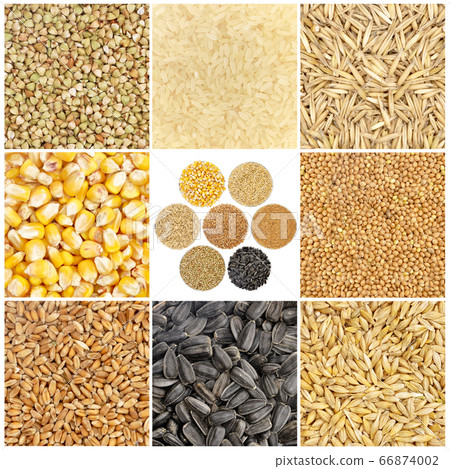 Cereals and basic food staple Cereals and basic food staple 66874002