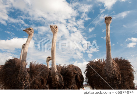 African ostriches on blue sky background African ostriches on blue sky background 66874074