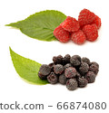 Blackberries and raspberries with green leaf 66874080