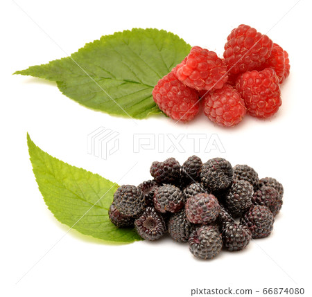 Blackberries and raspberries with green leaf Blackberries and raspberries with green leaf 66874080