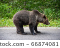 Brown bear standing on a road. Wild animal on road 66874081