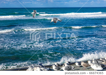 來自日本海的海鷗 來自日本海的海鷗 66874365