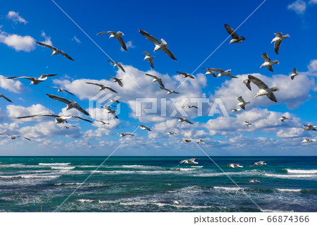 Sea of Japan Sea Gull Dance 66874366