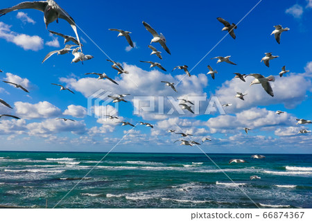 A flock of black-tailed gulls dancing in the Sea of Japan 66874367
