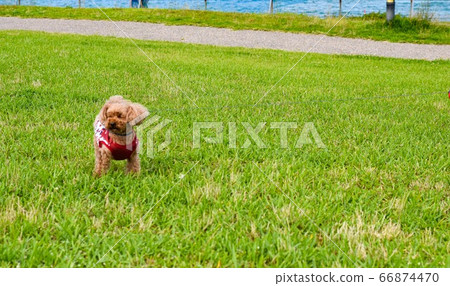 Pets and lawn 66874470