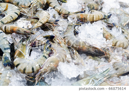Fresh Prawn at seafood market Fresh Prawn at seafood market 66875614
