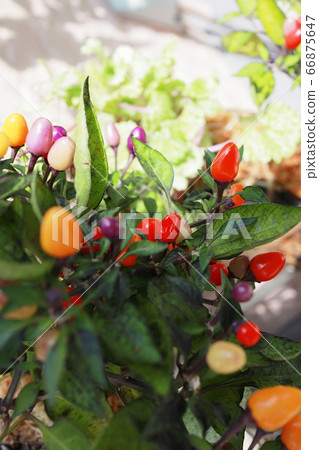 Goshiki chilies Goshiki chilies 66875647