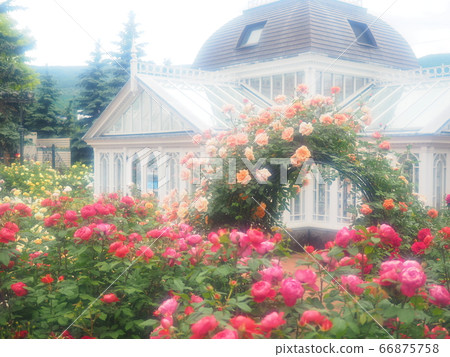 Scenery of Hokkaido Rose Garden of Shiroi Koibito Park 66875758