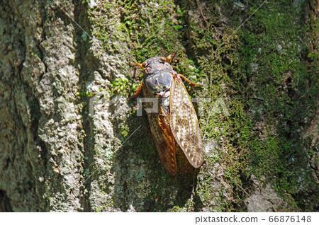 阿巴扎米 66876148