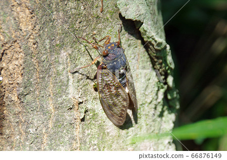 阿巴扎米 66876149