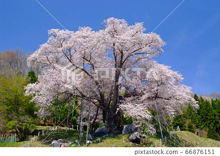 Koshidai Cherry Blossoms 66876151