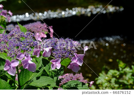 VOLNA-9 50mm f2.8繡球花和散景 66876152