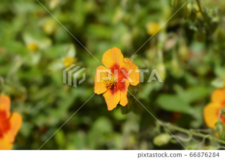 Rockrose Ben Heckla 66876284