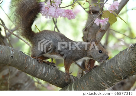 Satozuka's Ezoris 66877315