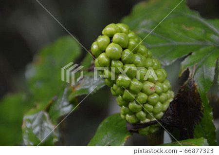Fruits of Mamushigusa (Mt. Fuji Hokurei/Fujiyoshida City, Yamanashi Prefecture) Fruits of Mamushigusa (Mt. Fuji Hokurei/Fujiyoshida City, Yamanashi Prefecture) 66877323