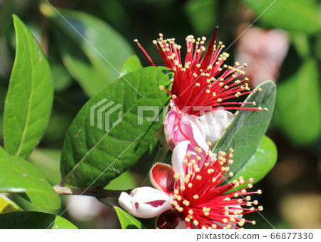 Feijoa (fijoa) flowers 66877330