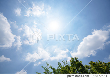 Blue sky and forest in early summer 66877551