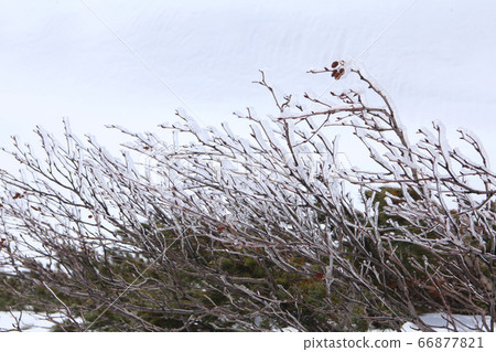 Murodo snow scene 66877821