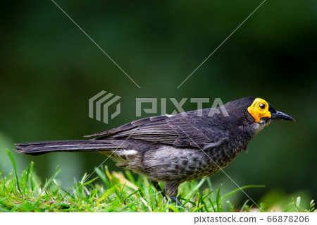 Kiho honey eater Smoky Honeyeater 66878206