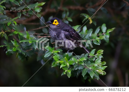 Kiho honey eater Smoky Honeyeater 66878212