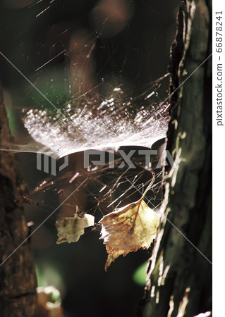 Tree branches with spider web in sunlight in Tree branches with spider web in sunlight in 66878241